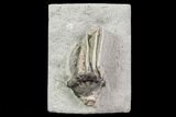 Bargain, Macrocrinus Crinoid Fossil - Crawfordsville, Indiana #68482-1